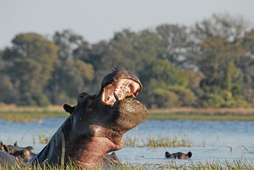 Divava Okavango Resort And Spa 바가니 외부 사진